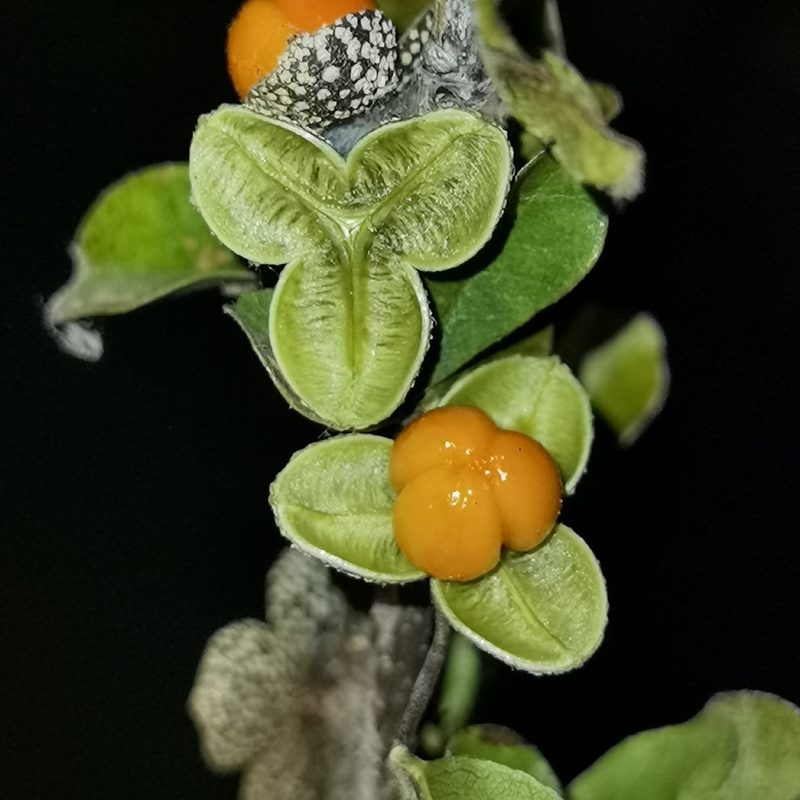 Trichilia trifolia, photographed by Eduardo Chacón Madrigal