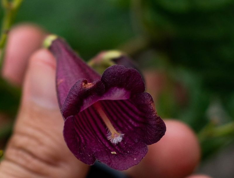Jacaranda ulei, photographed by Márcia Martins