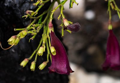Jacaranda ulei, photographed by Márcia Martins