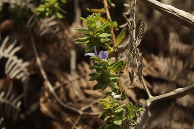 Matourea erecta, photographed by Andrés Ramírez-Barrera