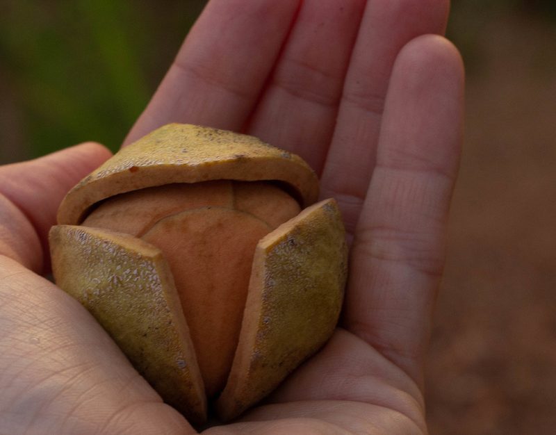 Annona coriacea, photographed by Márcia Martins