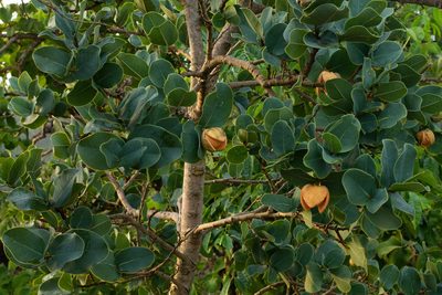 Annona coriacea, photographed by Márcia Martins
