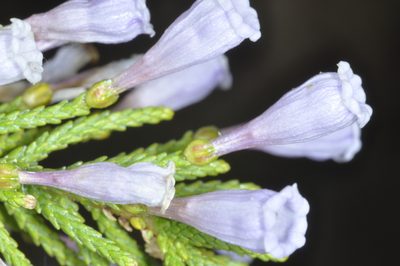 Fabiana imbricata, photographed by aacocucci