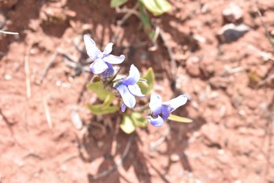 Gentianopsis barbellata, photographed by John Powers