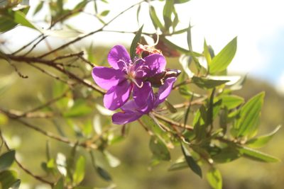 Pleroma martiale, photographed by Andrés Ramírez-Barrera