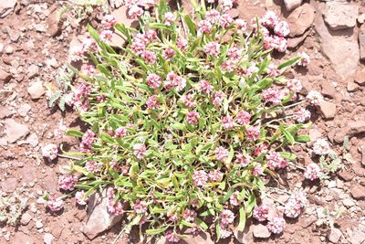 Eriogonum coloradense, photographed by John Powers