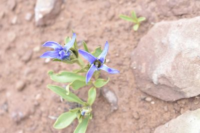Gentianopsis barbellata, photographed by John Powers