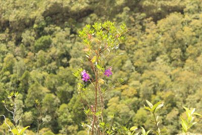Pleroma martiale, photographed by Andrés Ramírez-Barrera