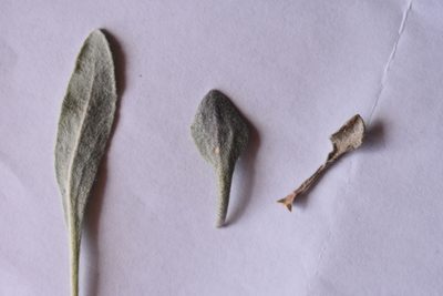 Physaria alpina