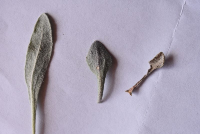 Physaria alpina, photographed by John Powers