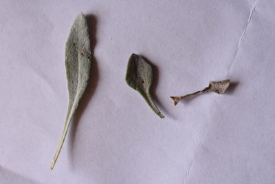 Physaria alpina, photographed by John Powers