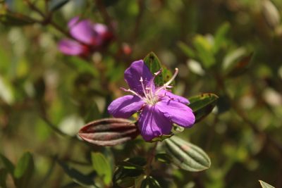Pleroma martiale, photographed by Andrés Ramírez-Barrera