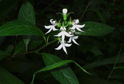 Lobelia borneensis, photographed by desertnaturalist