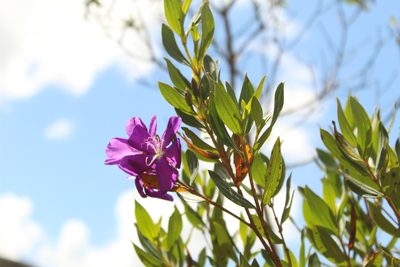 Pleroma martiale, photographed by Andrés Ramírez-Barrera