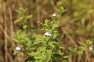 Matourea erecta, photographed by Andrés Ramírez-Barrera