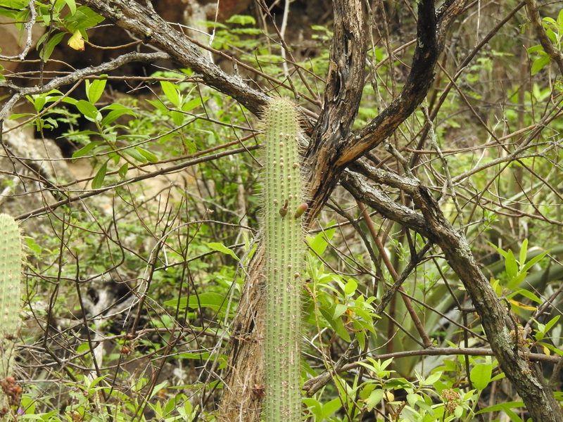 Cleistocactus parviflorus, photographed by Naturalist Tours