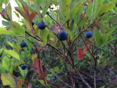 Vaccinium deliciosum, photographed by Andrew Lie