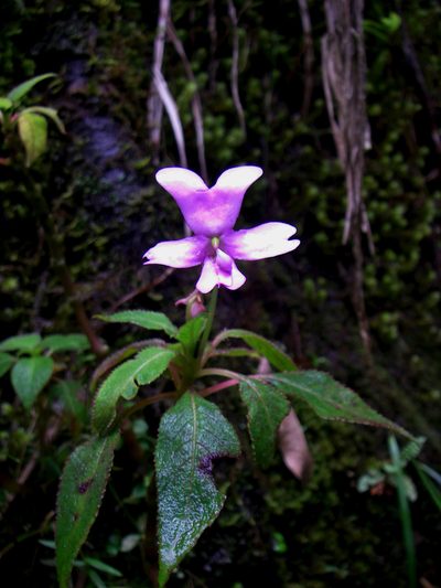 Impatiens kinabaluensis, photographed by desertnaturalist