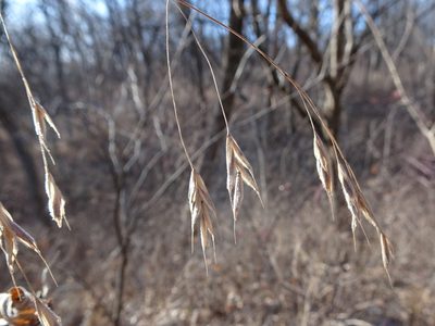 Bromus pubescens, photographed by Thomas Koffel