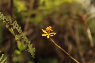 Epidendrum aura-usecheae, photographed by Andrés Ramírez-Barrera
