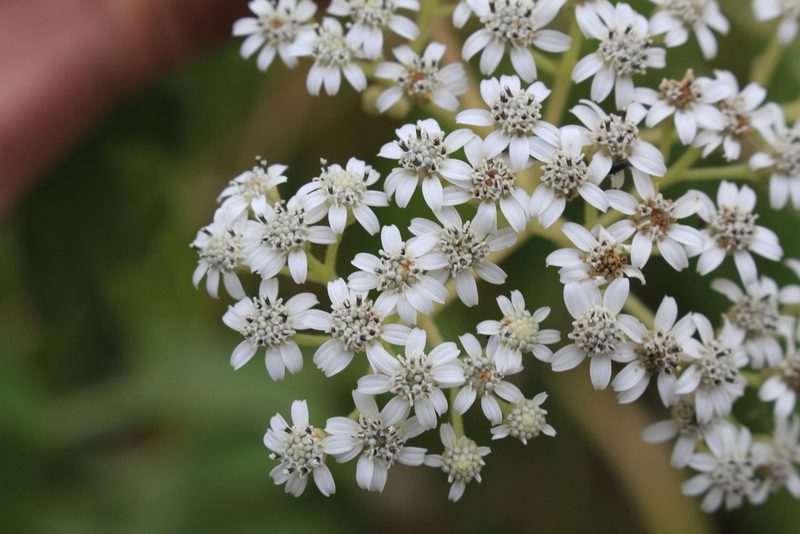 Verbesina turbacensis, photographed by Jake Rehage