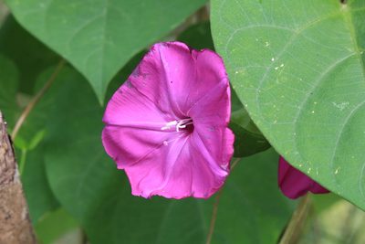 Ipomoea dumosa, photographed by Jake Rehage