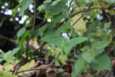 Passiflora biflora, photographed by Jake Rehage