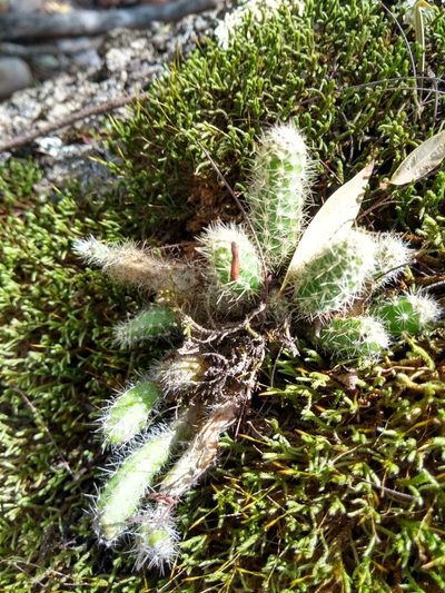 Pfeiffera ianthothele, photographed by Naturalist Tours