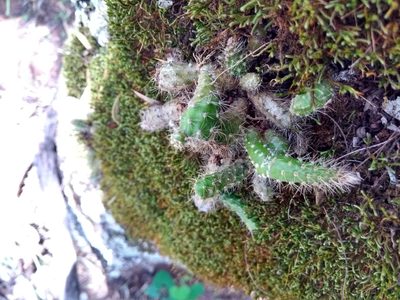 Pfeiffera ianthothele, photographed by Naturalist Tours