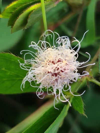 Mimosa velloziana, photographed by Sol Quipildor