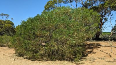 Acacia ligulata, photographed by Dylan Butcher