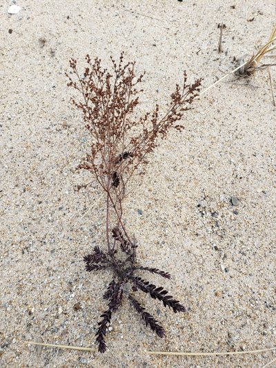 Lechea maritima, photographed by crlevy