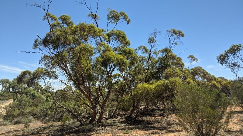 Eucalyptus leptophylla, photographed by Dylan Butcher