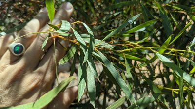 Eucalyptus leptophylla, photographed by Dylan Butcher