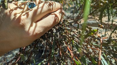 Eucalyptus leptophylla, photographed by Dylan Butcher