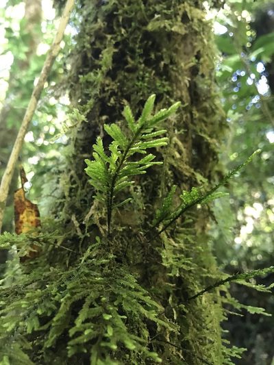 Trachyloma diversinerve, photographed by Tim Park