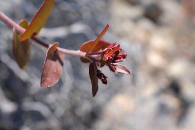 Arctostaphylos osoensis, photographed by paulexcoff