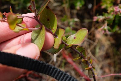 Arctostaphylos osoensis, photographed by paulexcoff