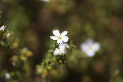 Frankenia pauciflora, photographed by Rod Lowther