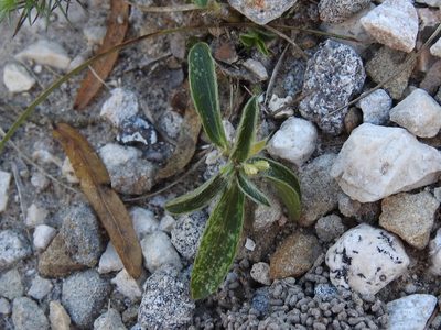 Ditaxis serrata, photographed by Sam Kieschnick