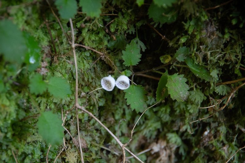 Jovellana repens, photographed by M Rutherford
