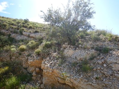 Genistidium dumosum, photographed by Matt Lavin