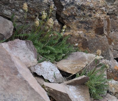Oxytropis borealis, photographed by John Powers