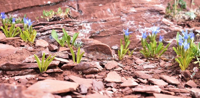 Gentianopsis barbellata, photographed by John Powers