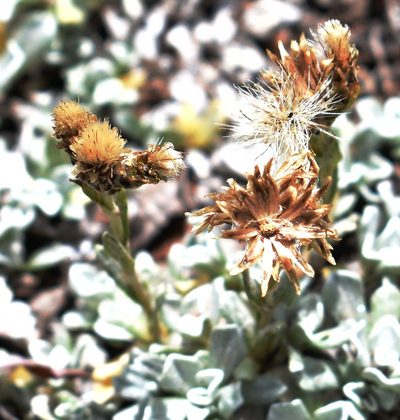 Antennaria media, photographed by John Powers