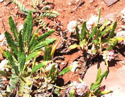 Eriogonum coloradense, photographed by John Powers