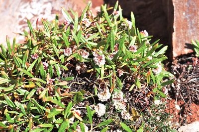Eriogonum coloradense, photographed by John Powers