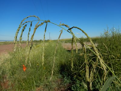 Disakisperma dubium, photographed by Matt Lavin