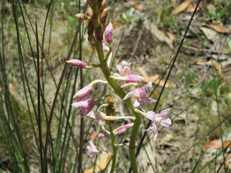 Dipodium pardalinum, photographed by Elspeth Swan
