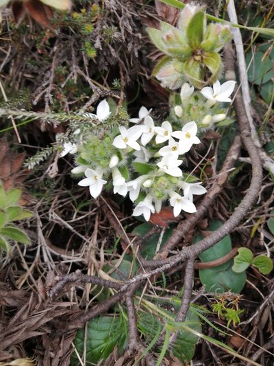 Gnidia ornata, photographed by sharndreheuvel